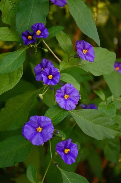 Close up of the flowering Solanum rantonnetii 'Royal Robe' — Stock Photo, Image