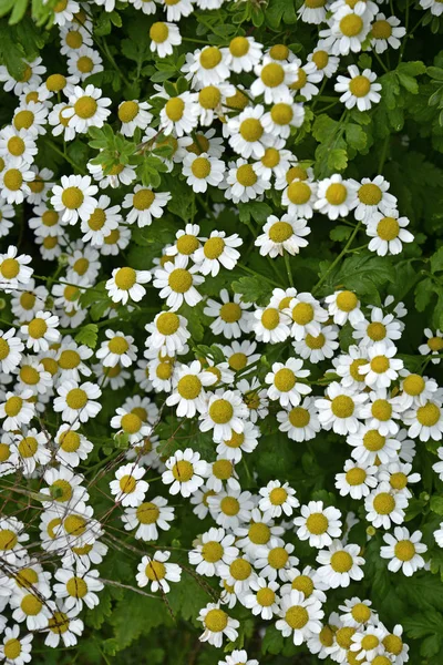 Anthemis arvensis em uma borda de flor — Fotografia de Stock