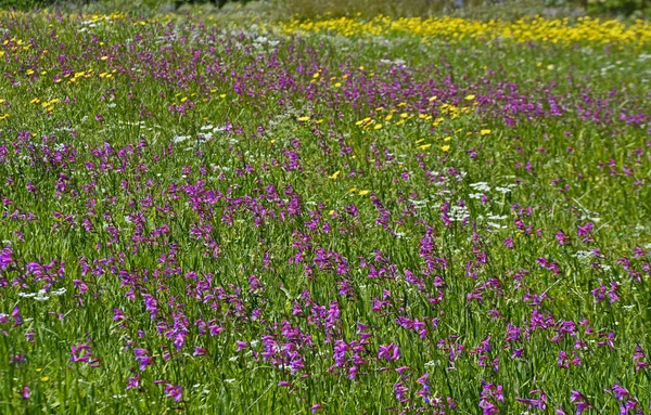 Het colouful lente landschap op het platteland van Cyprus met wil — Stockfoto