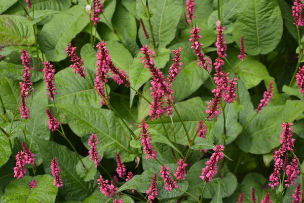 Virágzás Persicaria amplexicaulis "Taurus" közelről — Stock Fotó