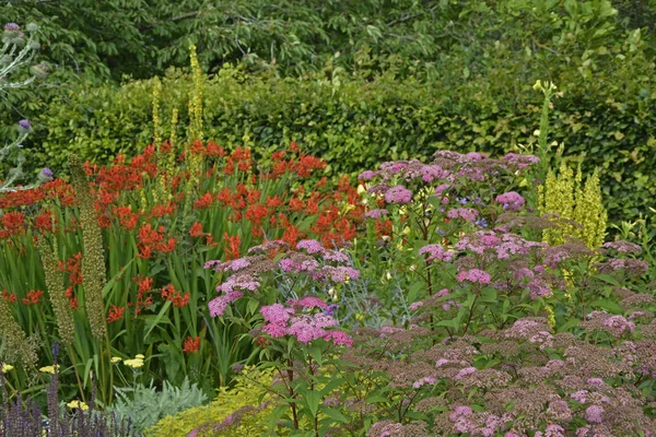 Pestré květinové ohraničení crocosmia a Achillea v domku — Stock fotografie