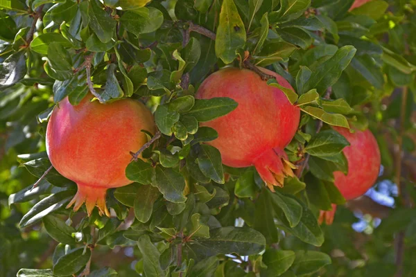 Punica granatum pomegranate close up of  fruit forming — Stock Photo, Image