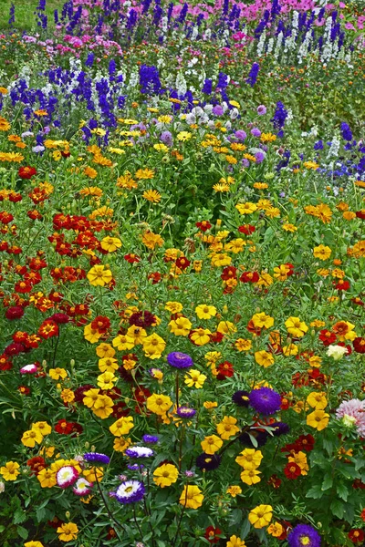 Bunte Blumenwiese mit gemischter Bepflanzung macht Eindruck — Stockfoto