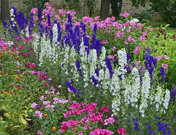 Színes határ a Delphinium consolida, Larkspur, Lavatera és Godetia között — Stock Fotó