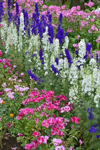 Frontera colorida con Delphinium consolida Larkspur, Lavatera y Godetia — Foto de Stock