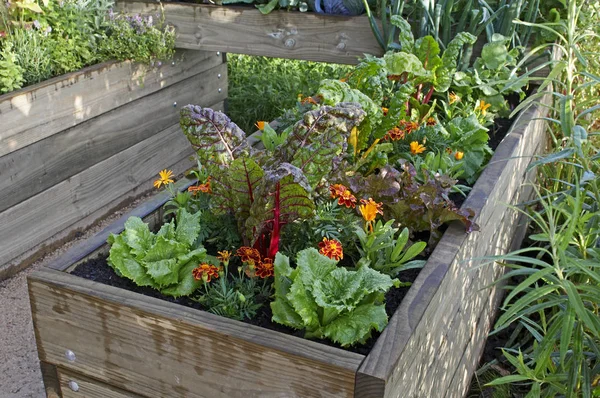 Gemüsegarten wächst in Hochbeeten mit Gemüse und Blumen — Stockfoto