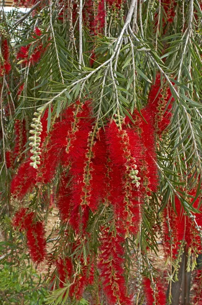 Close up de Callistemon Citrinus em um jardim mediterrâneo — Fotografia de Stock