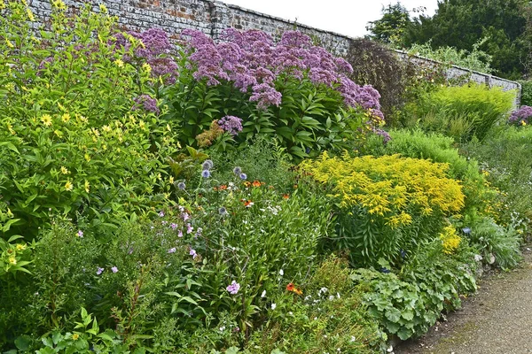 五颜六色的花园与大黄花和团结的"金泉"的边界 — 图库照片