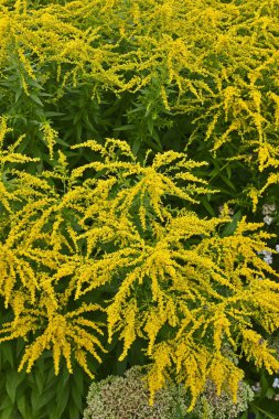 Close up of flowering Solidago 'Golden Showers' in a country garden clipart