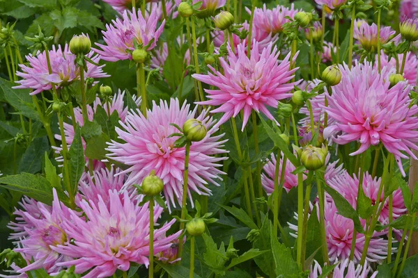Bliska Dahlia 'Park Princess ' w ogrodzie kwiat domku — Zdjęcie stockowe