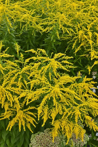 Close up de floração Solidago 'Chuveiros Dourados' em um jardim rural — Fotografia de Stock