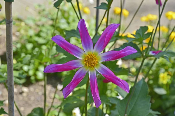 Ανθοφορία Dahlia "Honka Rose" σε ένα σύνορο κήπο — Φωτογραφία Αρχείου