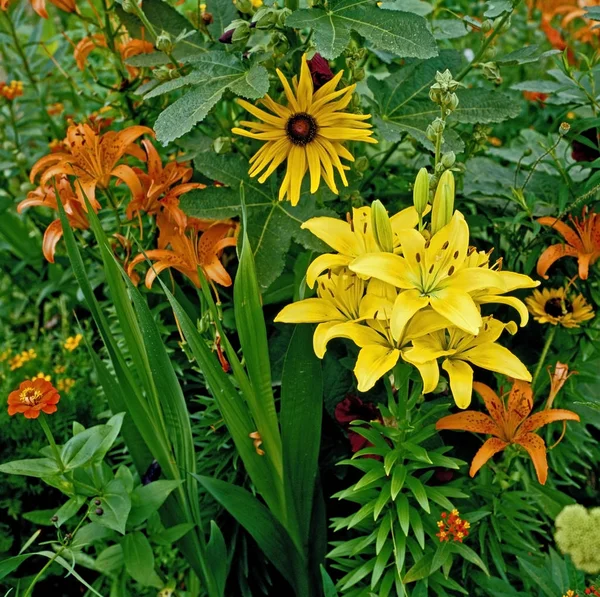 A colourful close up of a flower border with lillies in a cottage garden — Stock Photo, Image