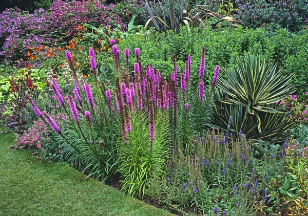 A colourful flower border with flowering Liatris ,Daylillies and Hydranger — Stock Photo, Image