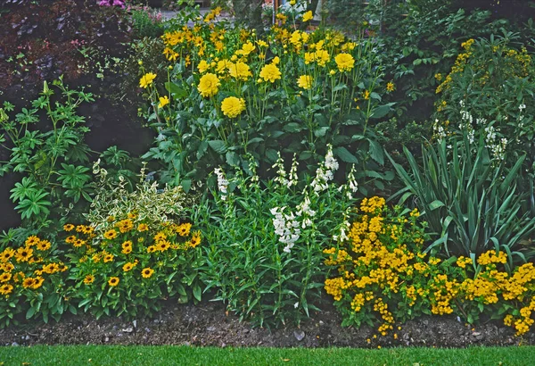 Sárga és fehér témájú virághatár egy vidéki kertben — Stock Fotó