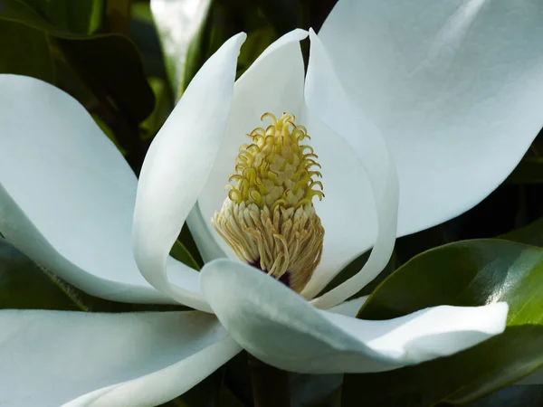 Magnolia grandiflora en primer plano gráfico — Foto de Stock