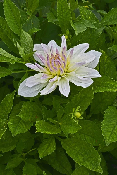 Kwitnienia Dahlia 'Bud Flanigan ' w ogrodzie granicy — Zdjęcie stockowe