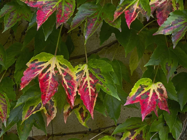 파르테노시서스 트리쿠스피데이터의 가을 색상 — 스톡 사진