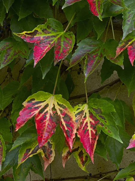 Cores de outono do Parthenocissus tricuspidata — Fotografia de Stock