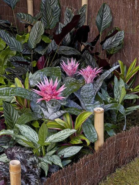 Aechmea fasciata confine in un giardino tropicale — Foto Stock