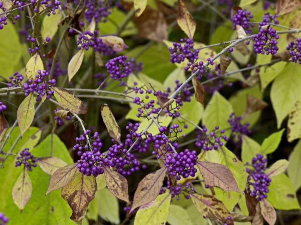 Sonbahar meyveleri ile Callicarpa bodinieri — Stok fotoğraf