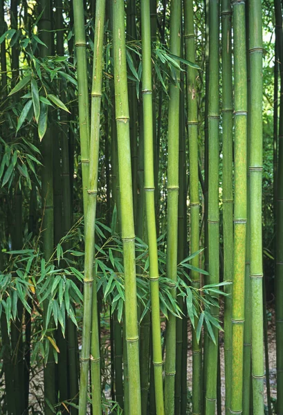 Groeiende bamboe Phyllostachys viridiglaucescens in een tropische tuin — Stockfoto