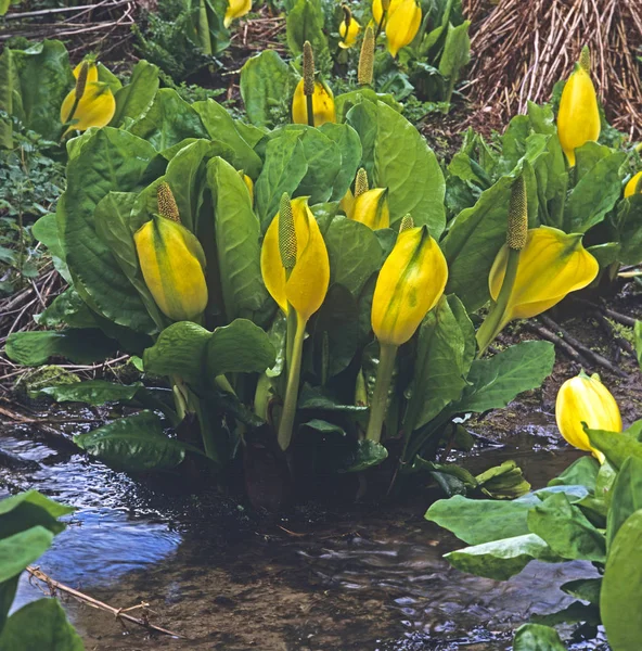 Lysichiton Skunk Repollo en un arroyo en un jardín pantanoso —  Fotos de Stock