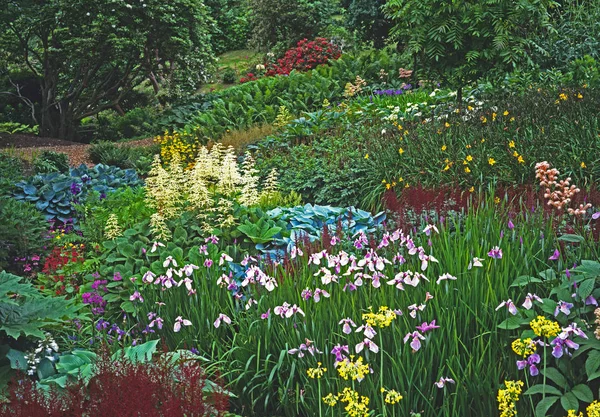 Display of colourful display of water plants in a bog garden — Stock Photo, Image