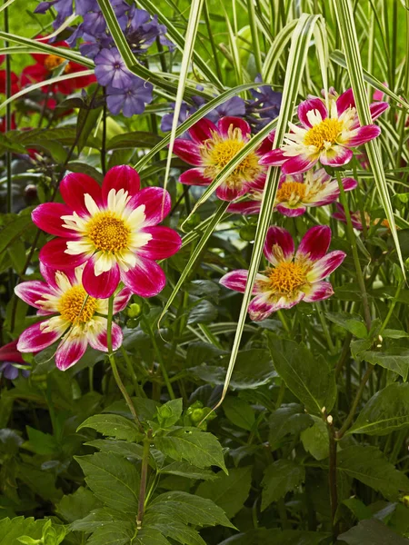 Dalias coloridas con hierba variada en un borde de flores — Foto de Stock