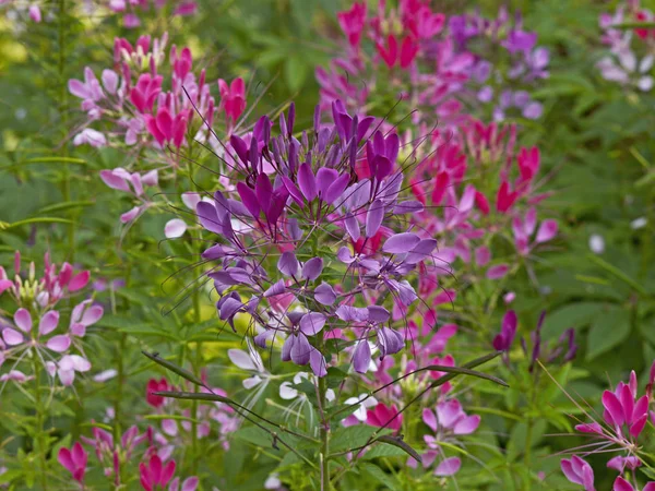 Cleome hassleriana creciendo en un borde de flores —  Fotos de Stock