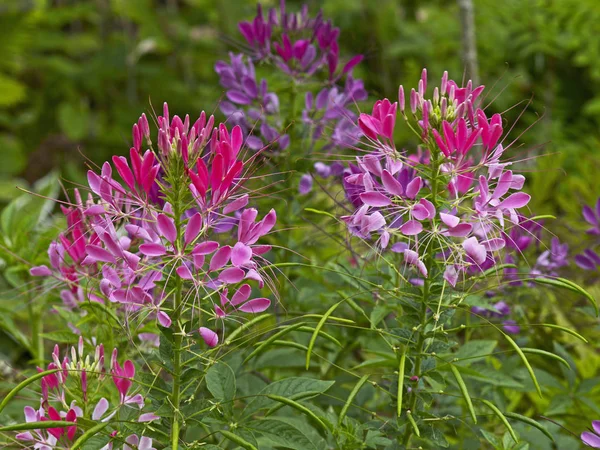 Cleome hassleriana creciendo en un borde de flores —  Fotos de Stock