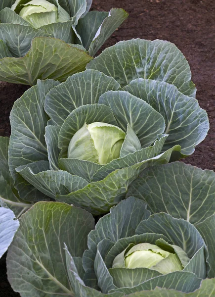 Brassica oleracea Capitatsa grupp i en köksträdgård — Stockfoto