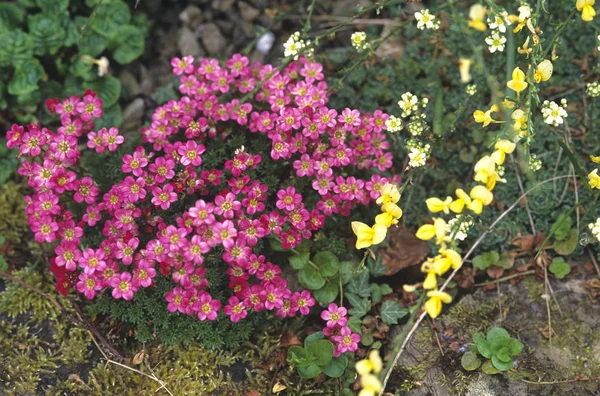 Saxifraga floração em um jardim de rocha — Fotografia de Stock