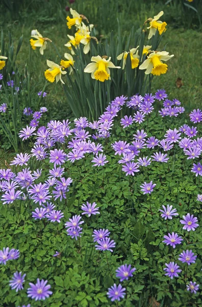 Spring display of Daffodils and Anemone blanda — Stock Photo, Image