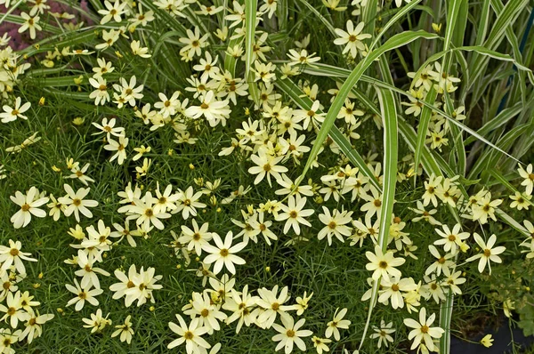 Kwitnące Coreopsis Okręgowa "Moonbeam" w pobliżu — Zdjęcie stockowe