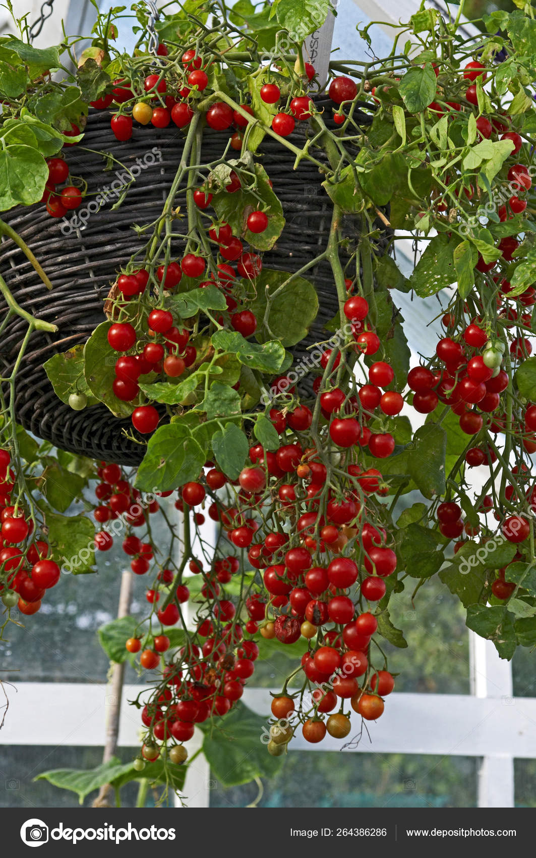 Get Container Of Tomatoes Hundreds And Thousands Growing In A For Android Free Wallpaper Container Of Tomatoes Hundreds And Thousands Growing In A Desktop Wallpaper Free