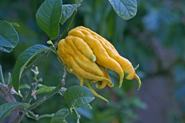 Citrus medica var sarcodactylis com fruta a crescer num recipiente — Fotografia de Stock