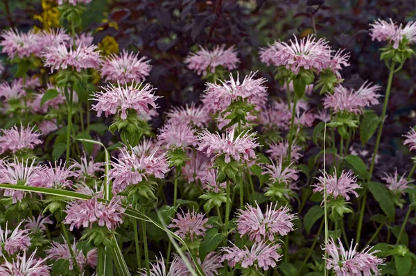 Blommande Monarda "fiskar" i en trädgård gräns — Stockfoto