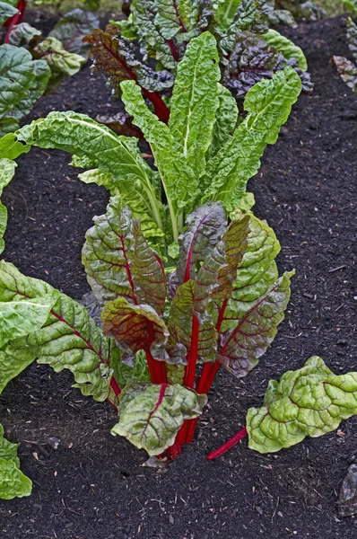 Verduras Hoja de remolacha 'Luces brillantes' en un jardín de parcelas — Foto de Stock