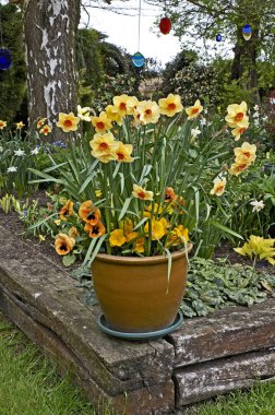 Daffodils and pansies in a garden container on a raised bed clipart