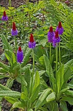 Flowering Primula vialii in close up of a flower border clipart