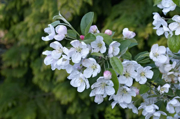 Tavaszi virág a malus "Evereste" közelről — Stock Fotó