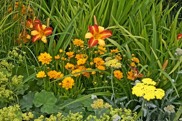 Un borde floral mixto de Daylilies, Achillea y Coreopsis 'Sunray' — Foto de Stock