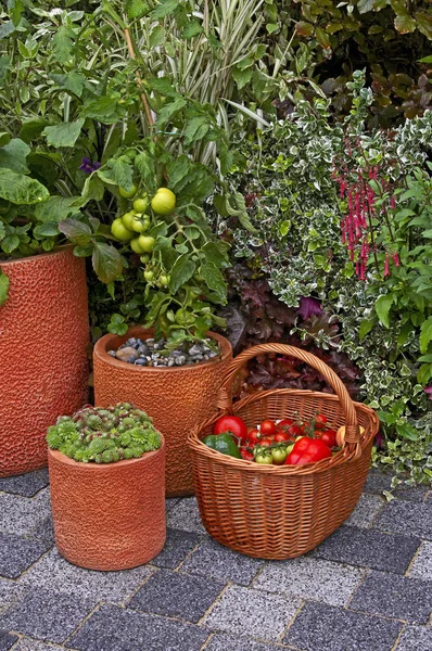 Frutta e verdura che crescono in contenitori su un patio di un giardino contemporaneo — Foto Stock