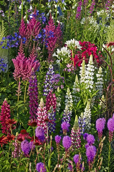 A colourful display of flowering  lupins astilbes echinacea and liatris spicata — Stock Photo, Image