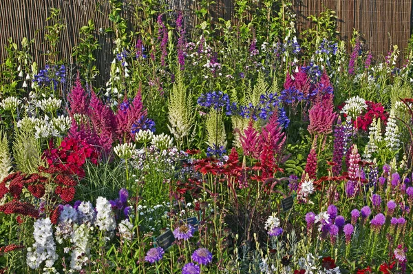 Un colorido despliegue de altramuces florecientes astilbes echinacea y liatris spicata — Foto de Stock