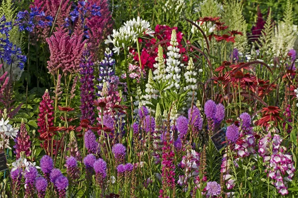 Un colorido despliegue de altramuces florecientes; astilbes echinacea y liatris spicata —  Fotos de Stock