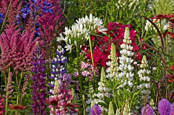 Un colorido despliegue de altramuces florecientes; astilbes echinacea y liatris spicata —  Fotos de Stock