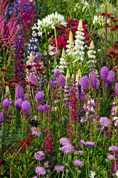 A colourful display of flowering  lupins; astilbes echinacea and liatris spicata — Stock Photo, Image
