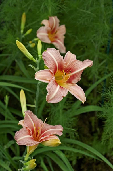 Floraison Hemerocallis 'Stoke Poges' dans un jardin champêtre — Photo